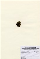 藏品(肋葉藻)的圖片